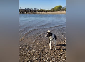 YAELA, superliebe Kuschelmaus, 2,5 Jahre, 52 cm, Mischling, Tierschutz, Pflegestelle Köln