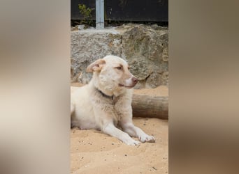 Sanfte Areia wartet auf unserem Tierschutzhof in Portugal auf dich!