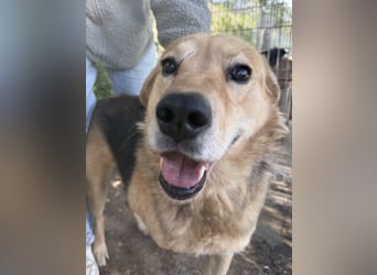 Jago hat ein großes Herz