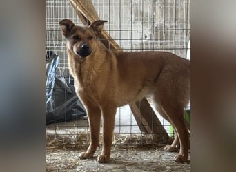 ⭐️BROWN BEAUTY⭐️, feinfühlige Hündin, 2 Jahre, 55 cm, Mischling, Tierschutz Rumänien