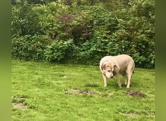 Anton - z.Zt.. in 52156 Monschau / Vermittlungshilfe