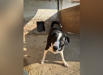 ⭐️YAFFA⭐️, verspielte Hündin, 2 Jahre, 50 cm, Mischling, Tierschutz