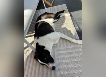 YAELA, superliebe Kuschelmaus, 2,5 Jahre, 52 cm, Mischling, Tierschutz, Pflegestelle Köln