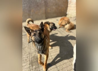 ⭐️TIRANA⭐️, Malinois-Mischling, Hündin, 8 Monate, 54 cm, Mischling, Tierschutz Rumänien