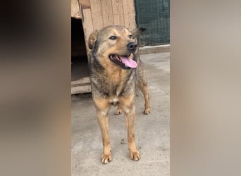 ⭐️SASHA⭐️ schüchterner Herzensbrecher, Rüde, 8 Jahre, 51 cm, Mischling, Tierschutz