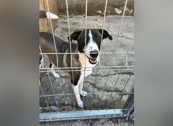 ⭐️YADE⭐️, Kuschelkönigin, 2,5 Jahre, 56 cm, Mischling, Tierschutz Rumänien