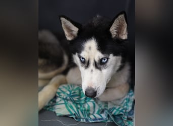 ⭐️DAENERYS⭐️, bezaubernde Huskyhündin, 1 Jahr, 54 cm, Tierschutz Rumänien