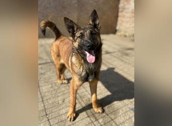 ⭐️TIRANA⭐️, Malinois-Mischling, Hündin, 8 Monate, 54 cm, Mischling, Tierschutz Rumänien