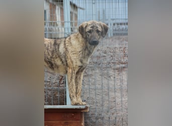HELEN, schüchternes Notfell, 1 Jahr, 53 cm, Herdenschutz-Mischling, Tierschutz Rumänien