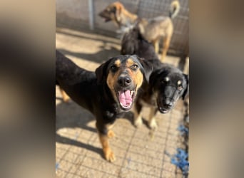 EDO, Küsschen-King, 1 Jahr, 57 cm, Mischling, Tierschutz Rumänien, Pflegestelle Hennef