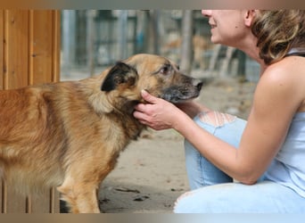 STEVE, charakterstarker Rüde, 9,5 Jahre, 53 cm, Mischling, Tierschutz Rumänien