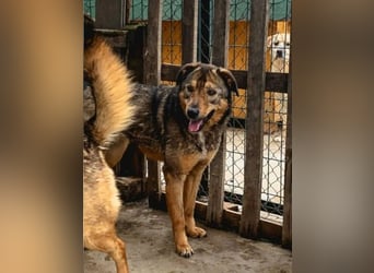 ⭐️SALIA⭐️, Hündin, 8 Jahre, 51 cm, Mischling, Tierschutz