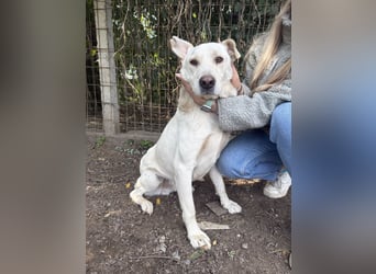 Szamóca sucht nach dir