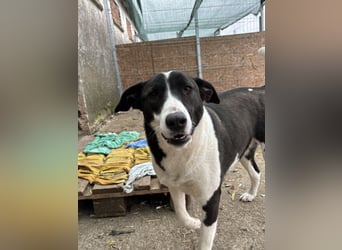 ⭐️GERDI⭐️, herzliche Hündin, 2,5 Jahre, 57 cm, Mischling, Tierschutz