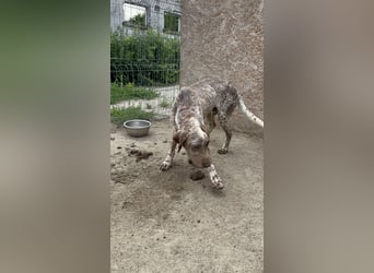 ⭐️Eliah⭐️, schaut das Video auf unserer HP! Rüde, 4 Jahre, 48 cm, Tierschutz, in Deutschland