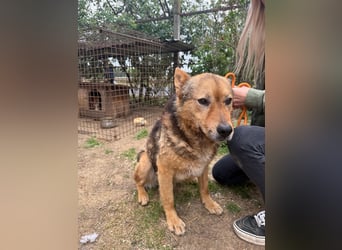 Cingár sucht Einzelplatz