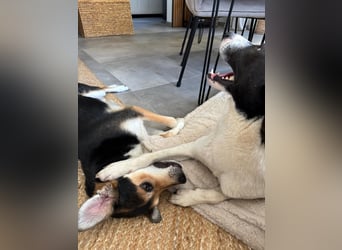 YAELA, superliebe Kuschelmaus, 2,5 Jahre, 52 cm, Mischling, Tierschutz, Pflegestelle Köln