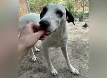 ⭐️GEORGIA⭐️, reizendes Hundemädchen, 2,5 Jahre, 52cm, Mischling, Tierschutz Rumänien