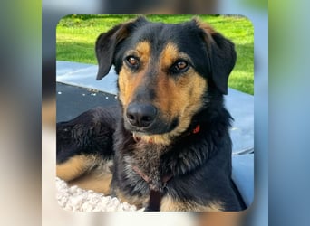 EDO, Küsschen-King, 1 Jahr, 57 cm, Mischling, Tierschutz Rumänien, Pflegestelle Hennef