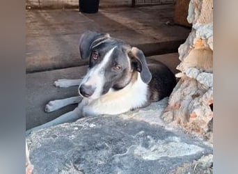 ⭐️YADE⭐️, Kuschelkönigin, 2,5 Jahre, 56 cm, Mischling, Tierschutz Rumänien