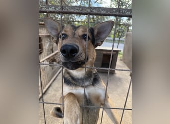 Jankó- ich möchte so gerne ankommen