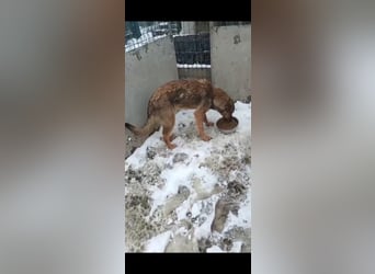 ⭐️MURMEL⭐️, toller Vierbeiner, Rüde, 1,5 Jahre, 50 cm, Mischling, Tierschutz Rumänien