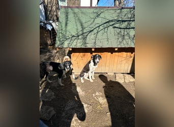 ⭐️GERDI⭐️, herzliche Hündin, 2,5 Jahre, 57 cm, Mischling, Tierschutz