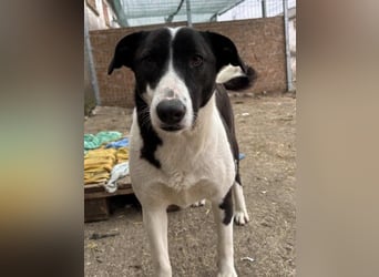 ⭐️GERDI⭐️, herzliche Hündin, 2,5 Jahre, 57 cm, Mischling, Tierschutz