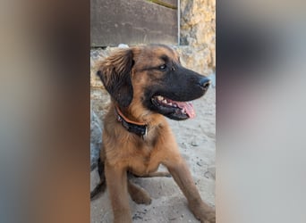 Zauberhafter Atos wartet auf unserem Tierschutzhof in Portugal!