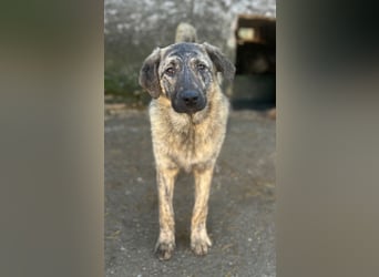 HELEN, schüchternes Notfell, 10 Monate, 53 cm, Herdenschutz-Mix, Tierschutz Rumänien