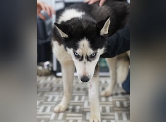 ⭐️DAENERYS⭐️, bezaubernde Huskyhündin, 1 Jahr, 54 cm, Tierschutz Rumänien