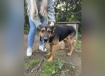 Rexi - Darf ich noch einmal ankommen dürfen?