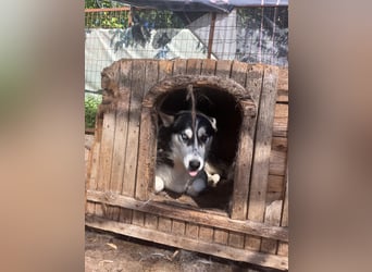 Hanna sucht Liebe und Geborgenheit