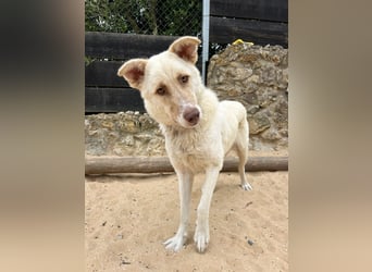 Sanfte Areia wartet auf unserem Tierschutzhof in Portugal auf dich!