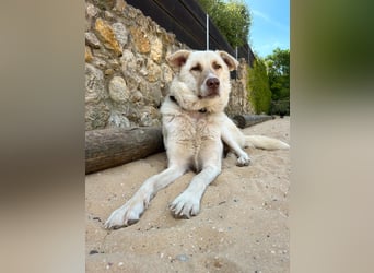 Sanfte Areia wartet auf unserem Tierschutzhof in Portugal auf dich!