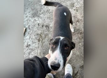 ⭐️GERDI⭐️, herzliche Hündin, 2,5 Jahre, 57 cm, Mischling, Tierschutz