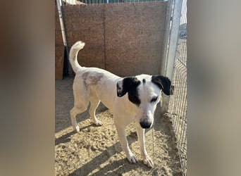 ⭐️GEORGIA⭐️, reizendes Hundemädchen, 2,5 Jahre, 52cm, Mischling, Tierschutz Rumänien