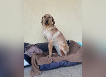 Charlotte sucht ein zu Hause