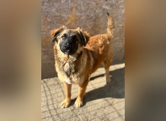 TET, aktiver Jungspund, 8 Monate, 56 cm, Mischling, Tierschutz Rumänien