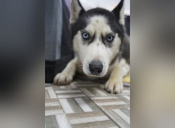 ⭐️DAENERYS⭐️, bezaubernde Huskyhündin, 1 Jahr, 54 cm, Tierschutz Rumänien