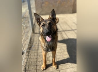 ⭐️TIRANA⭐️, Malinois-Mischling, Hündin, 8 Monate, 54 cm, Mischling, Tierschutz Rumänien