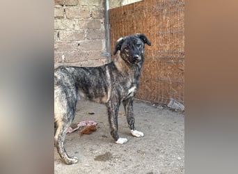 Notfell ⭐️ARI⭐️, besondere Hundeseele, Rüde, 2 Jahre, 55cm, Mischling, Tierschutz