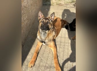 ⭐️TIRANA⭐️, Malinois-Mischling, Hündin, 8 Monate, 54 cm, Mischling, Tierschutz Rumänien