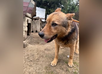 Cingár sucht Einzelplatz