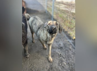 HELEN, schüchternes Notfell, 10 Monate, 53 cm, Herdenschutz-Mix, Tierschutz Rumänien