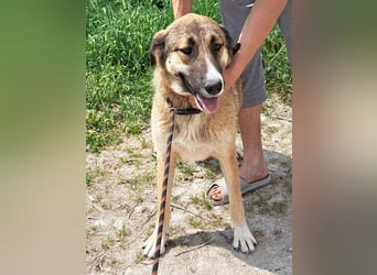 Cory - eine hübsche Hündin sucht ihr Zuhause