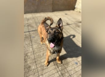 ⭐️TIRANA⭐️, Malinois-Mischling, Hündin, 8 Monate, 54 cm, Mischling, Tierschutz Rumänien