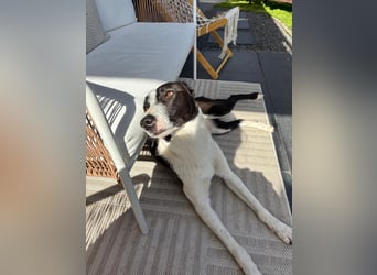 YAELA, superliebe Kuschelmaus, 2,5 Jahre, 52 cm, Mischling, Tierschutz, Pflegestelle Köln