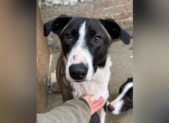 ⭐️YADE⭐️, Kuschelkönigin, 2,5 Jahre, 56 cm, Mischling, Tierschutz Rumänien