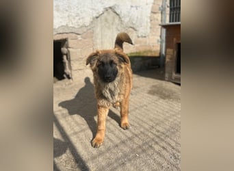 TET, aktiver Jungspund, 8 Monate, 56 cm, Mischling, Tierschutz Rumänien